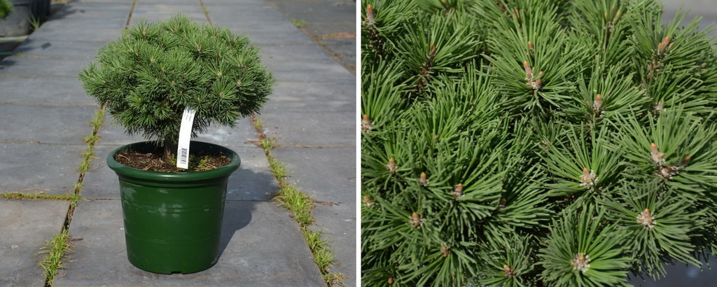 Pinus mugo `Mops`_С6.jpg